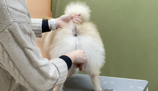 トリミング講座 ポメラニアンのシザーカット Trimmer Talk