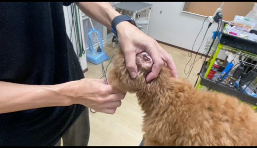 耳掃除の保定方法 Trimmer Talk