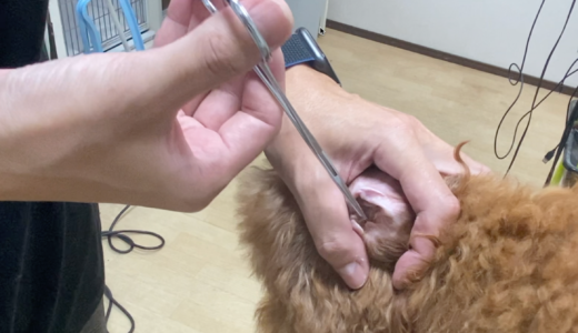 耳掃除の保定方法 Trimmer Talk