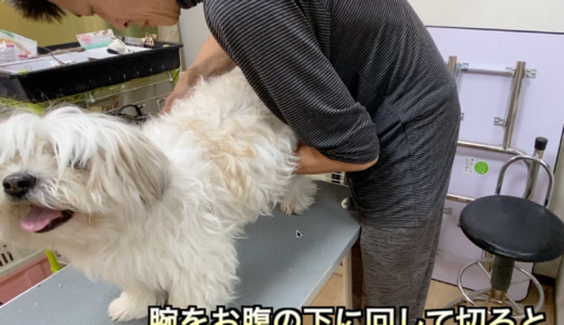 犬の爪切り 有効な保定の仕方 Trimmer Talk