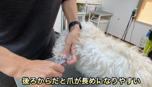 犬の爪切り 有効な保定の仕方 Trimmer Talk