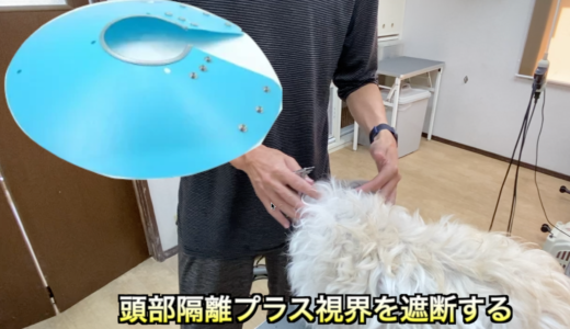 犬の爪切り 有効な保定の仕方 Trimmer Talk