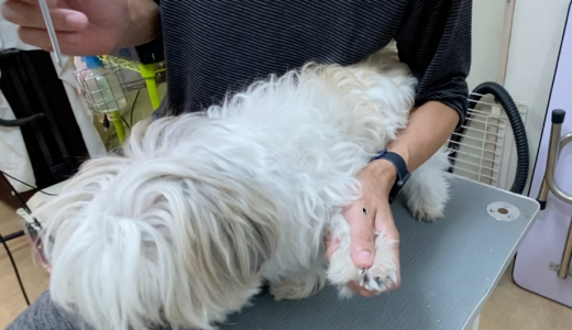 犬の爪切り 有効な保定の仕方 Trimmer Talk