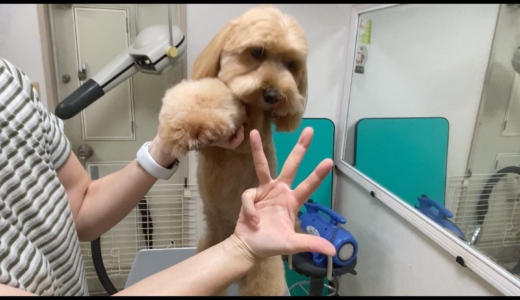 お腹バリカン 犬の持ち方 男の子 Trimmer Talk