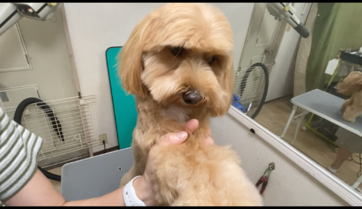 お腹バリカン 犬の持ち方 男の子 Trimmer Talk