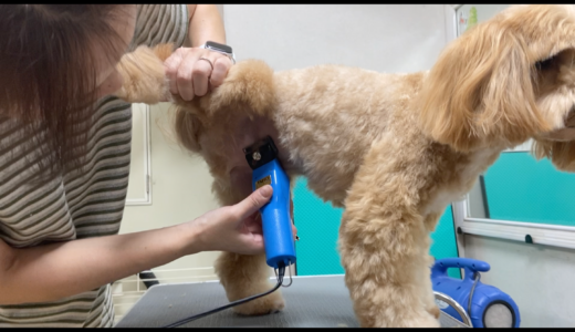 お腹バリカン 犬の持ち方 男の子 Trimmer Talk