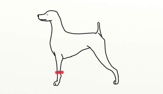 お腹バリカン 犬の持ち方 男の子 Trimmer Talk