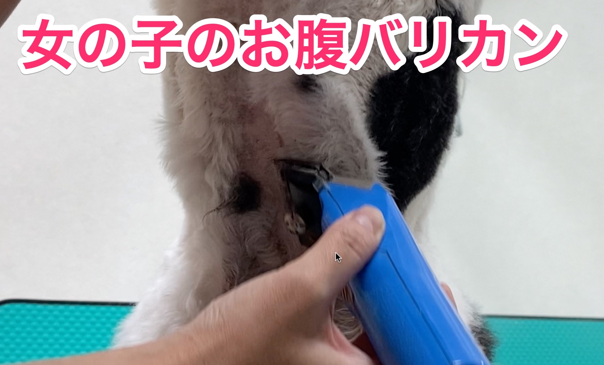 お腹バリカン 女の子の場合 Trimmer Talk お腹バリカン 女の子の場合 Trimmer Talk